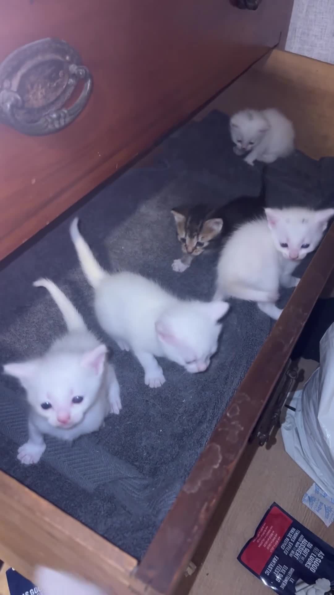 Mixed Breed cats for sale: 5 beautiful kittens in Corsham - Video 1
