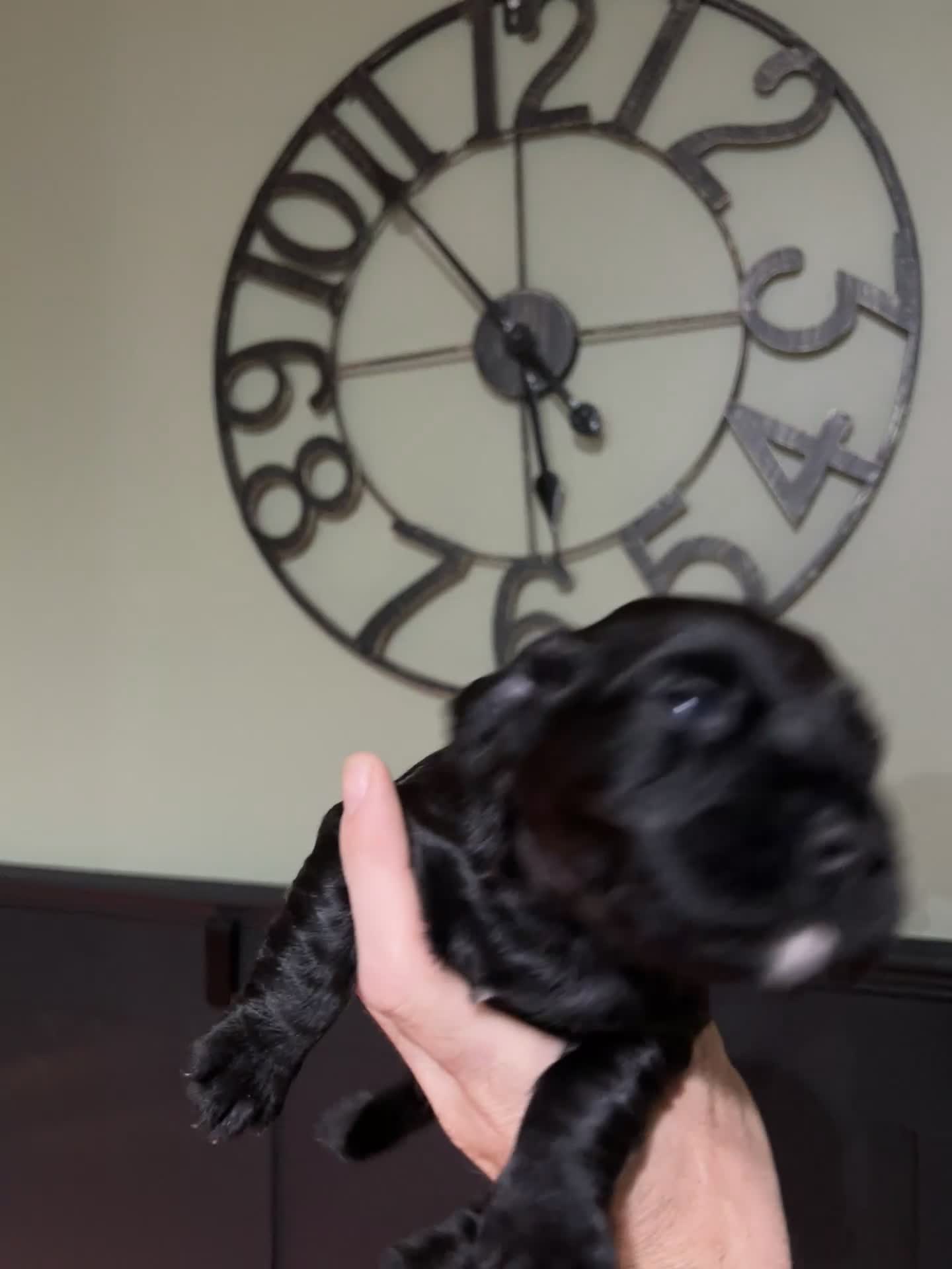 Cocker Spaniel dogs for sale: Cocker spaniel puppies  - Video 1