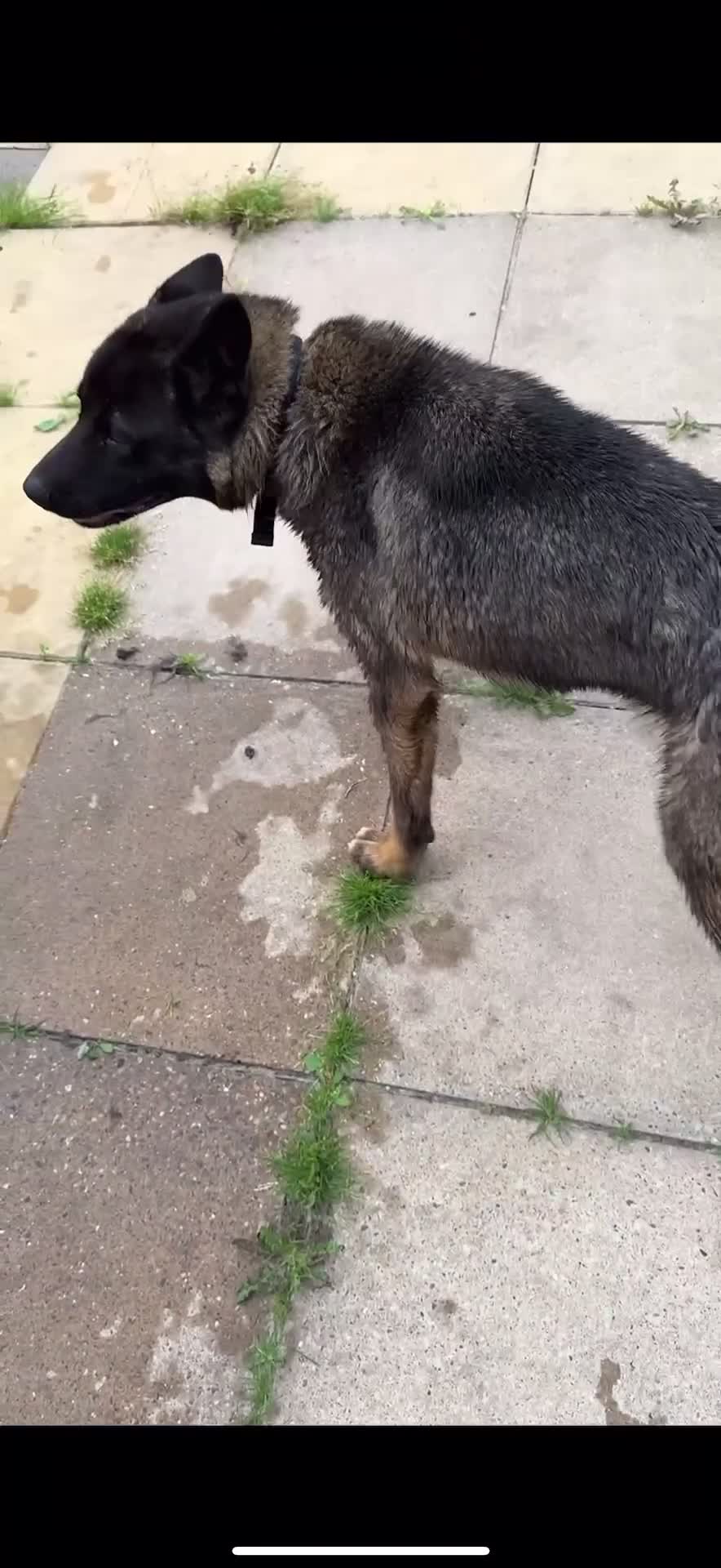 Akita dogs for sale: 1 year old american akita puppy - Video 1