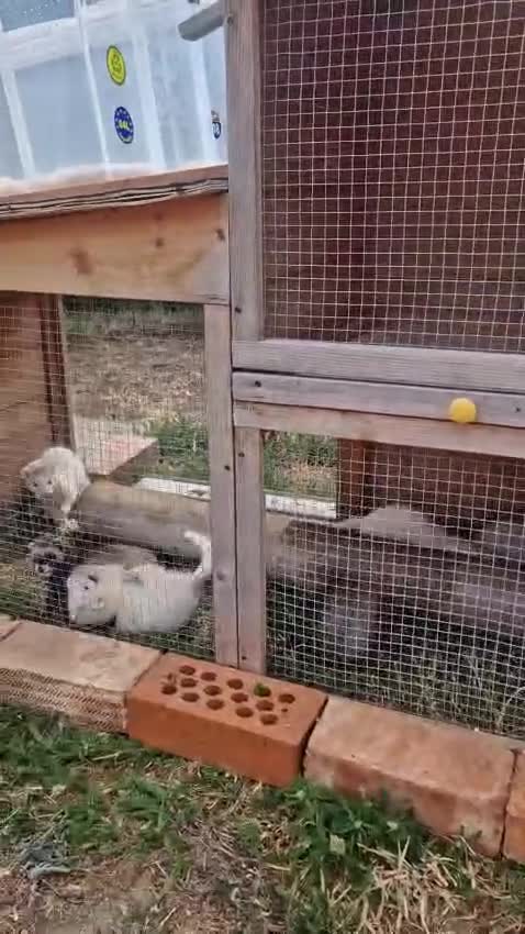 Ferret rodents for sale: 7 baby ferrets  - Video 2