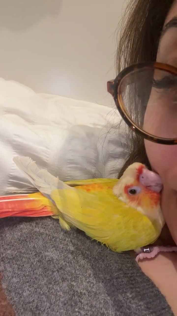 Conures birds for sale: Sunny the sunshine conure-baby-tamed-cockteil - Video 1