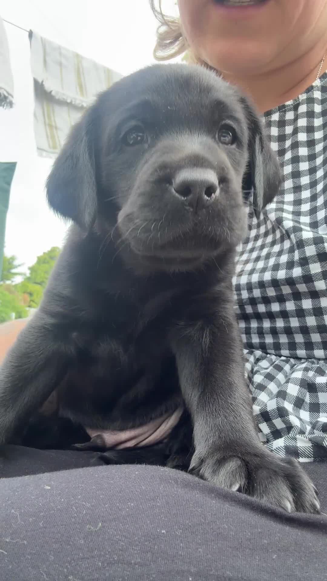Labrador Retriever dogs for sale: 1 beautiful black boy and fox red girl - Labrador - Video 3