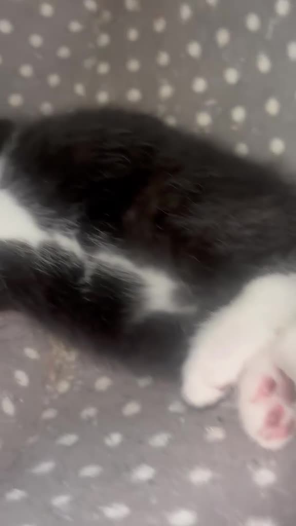 Mixed Breed cats for sale: Tuxedo with beauty spot 😍🐱 - Video 3