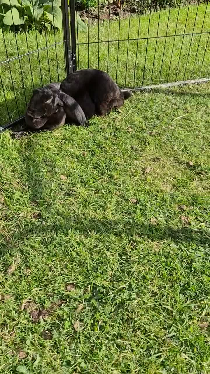 Mixed Breed rabbits for sale: Breeding Trio of Rare Velveteen lops - Video 1