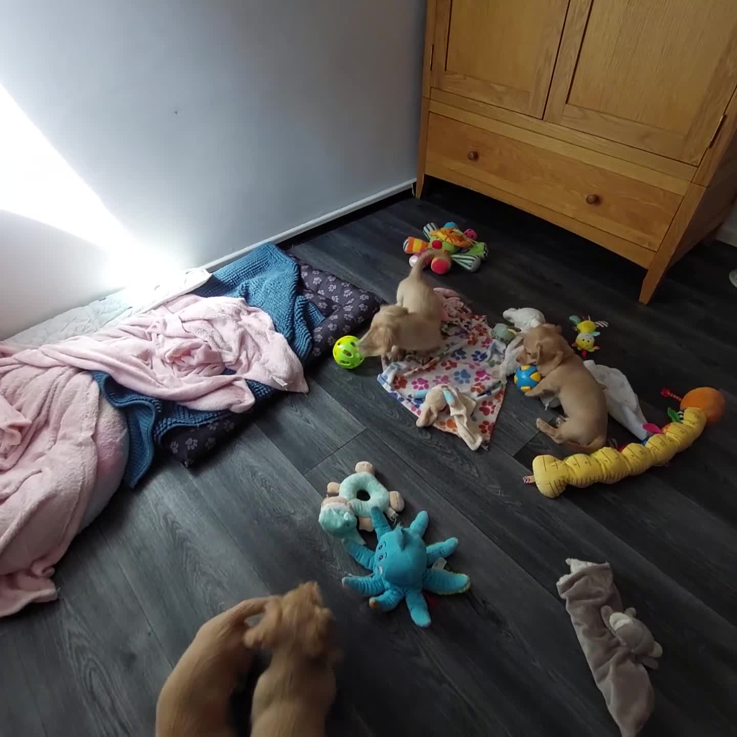 Miniature Dachshund dogs for sale: PEDIGREE CREAM LONG HAIRED MINI DACHSHUND - Video 1