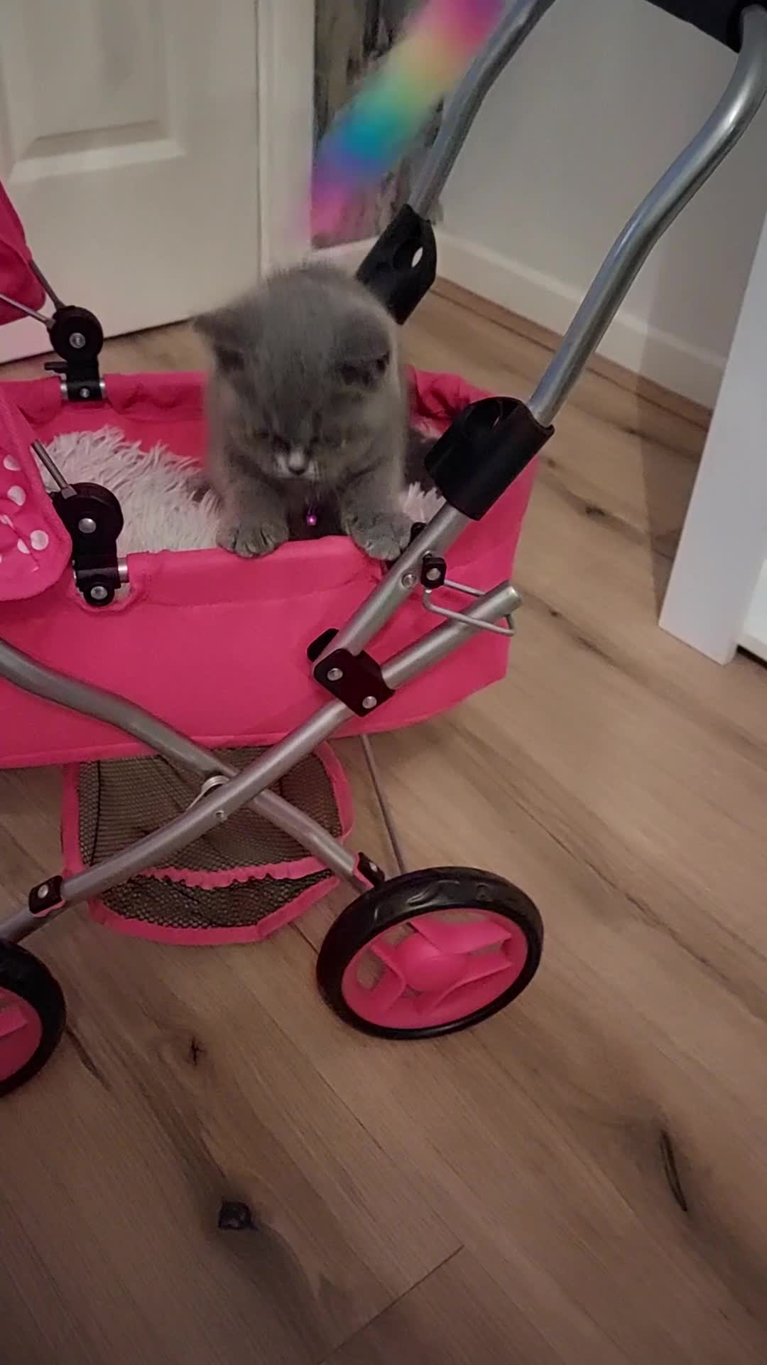 British Shorthair cats for sale: 💥CHAMPION💥SIRED💥🏆FEMALE😍🔥 in Dudley - Video 1