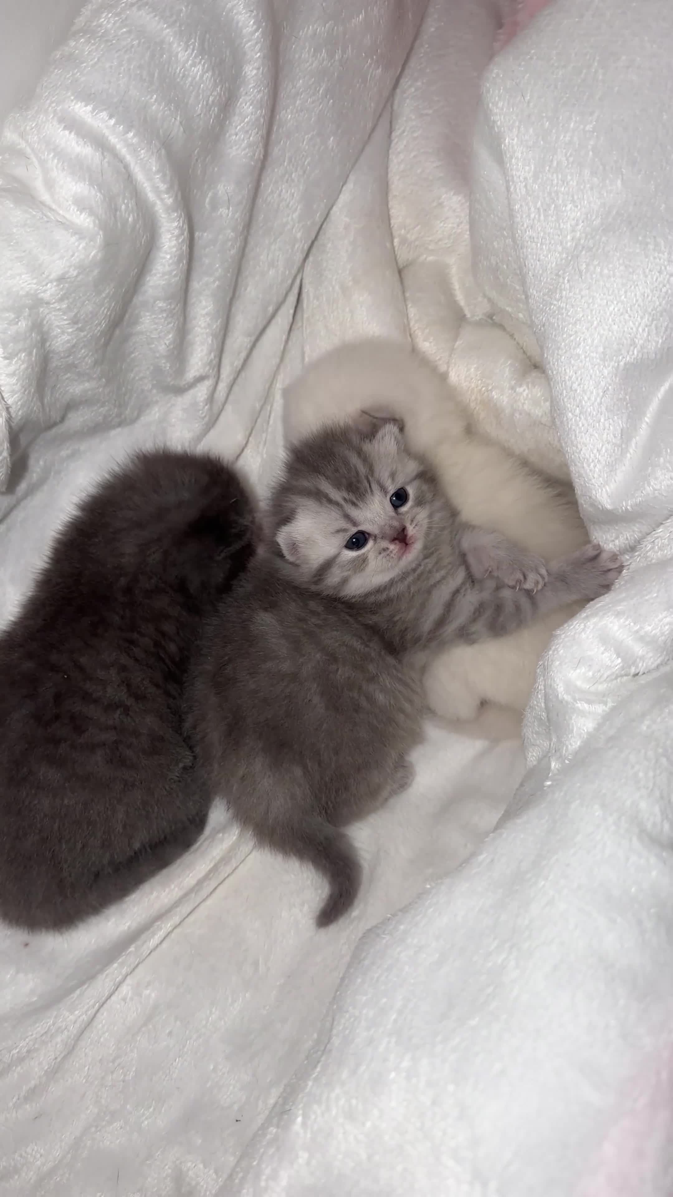 British Shorthair cats for sale: British Shorthair vs Scottish Fold  - Video 2