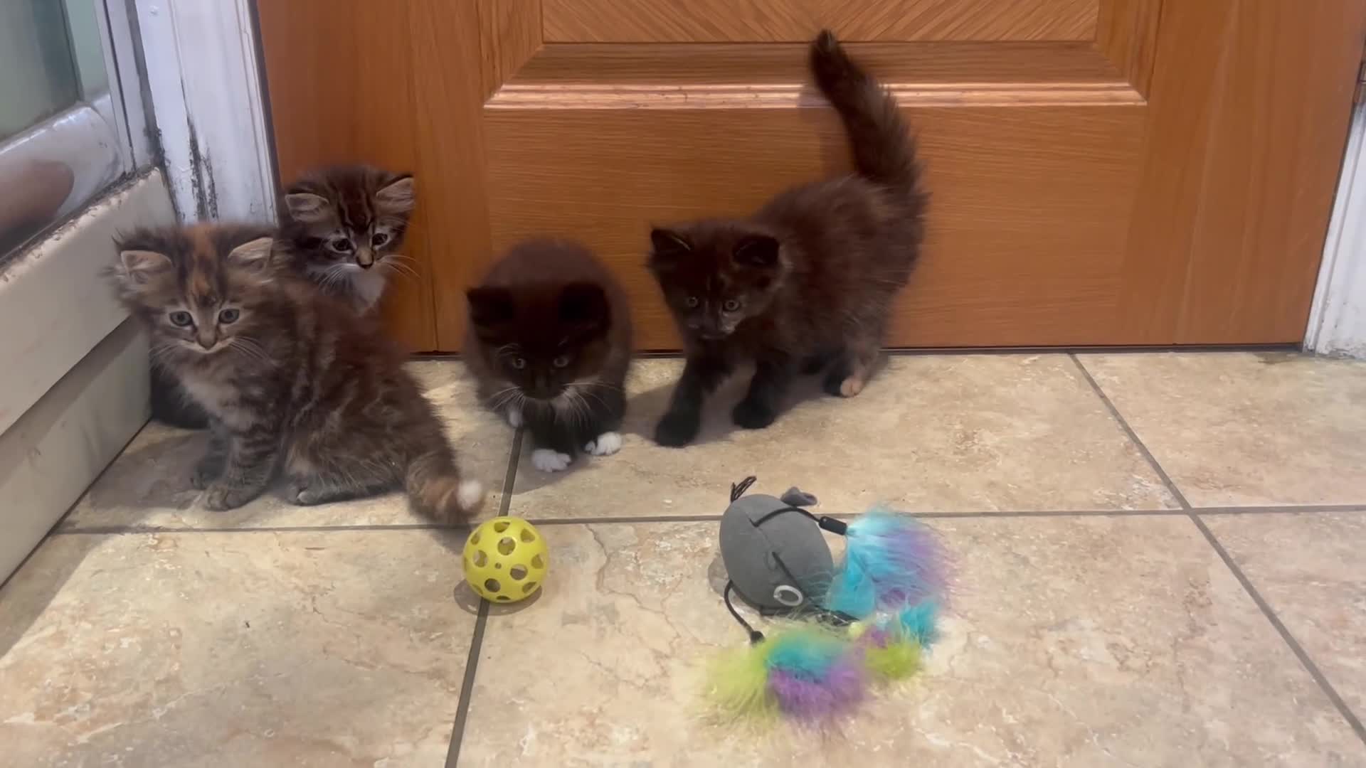 Mixed Breed cats for sale: Beautiful long haired female kittens - Video 1