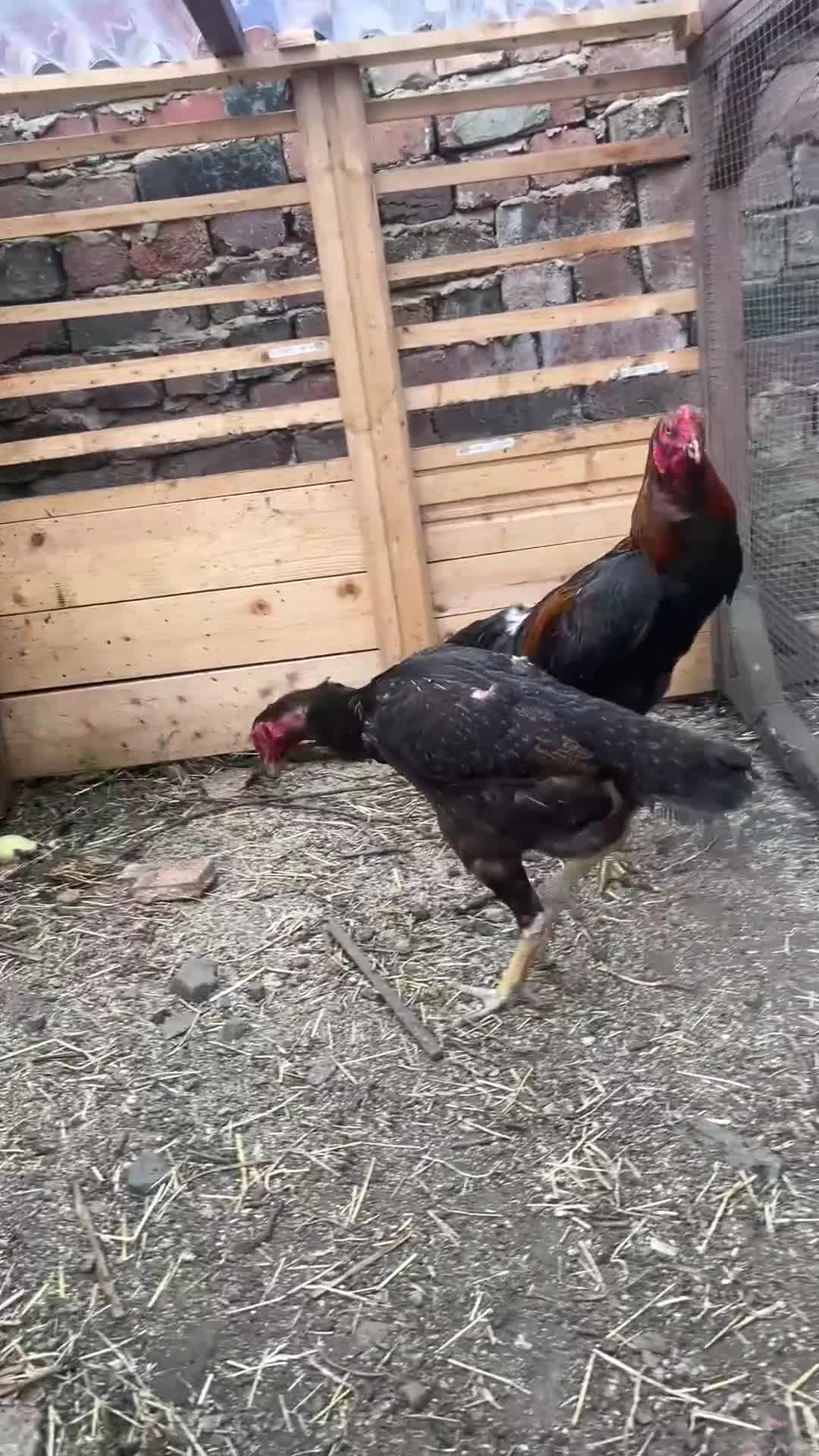Mixed Breed poultry for sale: BrazillianXGerman O shamo in Dewsbury - Video 1