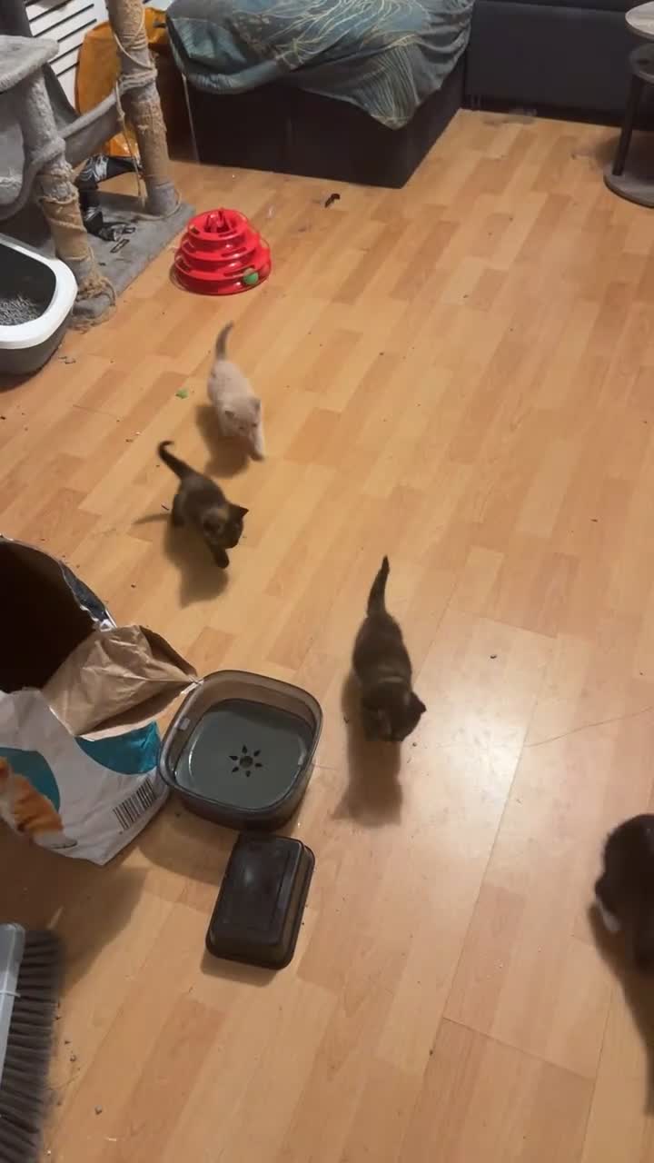 British Shorthair cats for sale: Kitten - Video 2