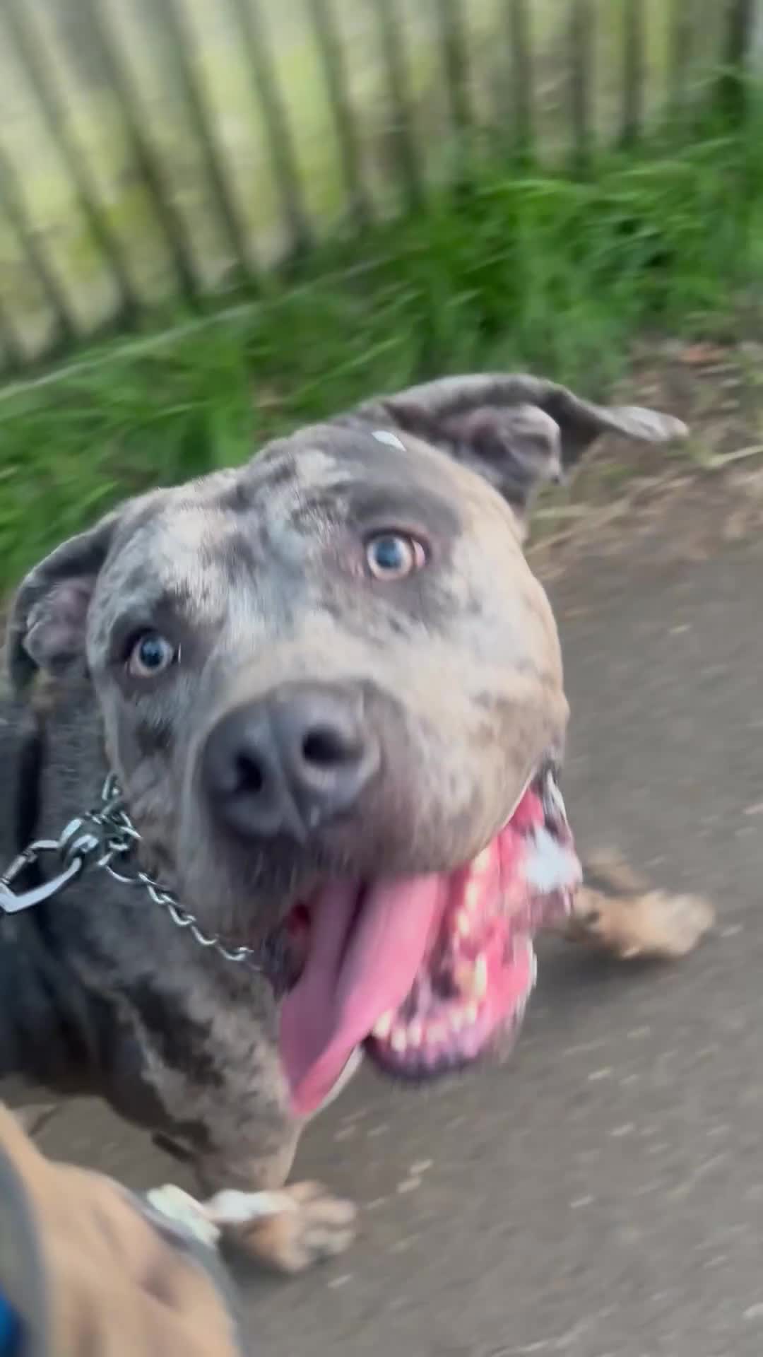 Cane Corso dogs for sale: Zeus Mastiff  - Video 1