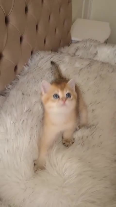 British Longhair cats for sale: British Longhair/Shorthair black golden shaded  - Video 2