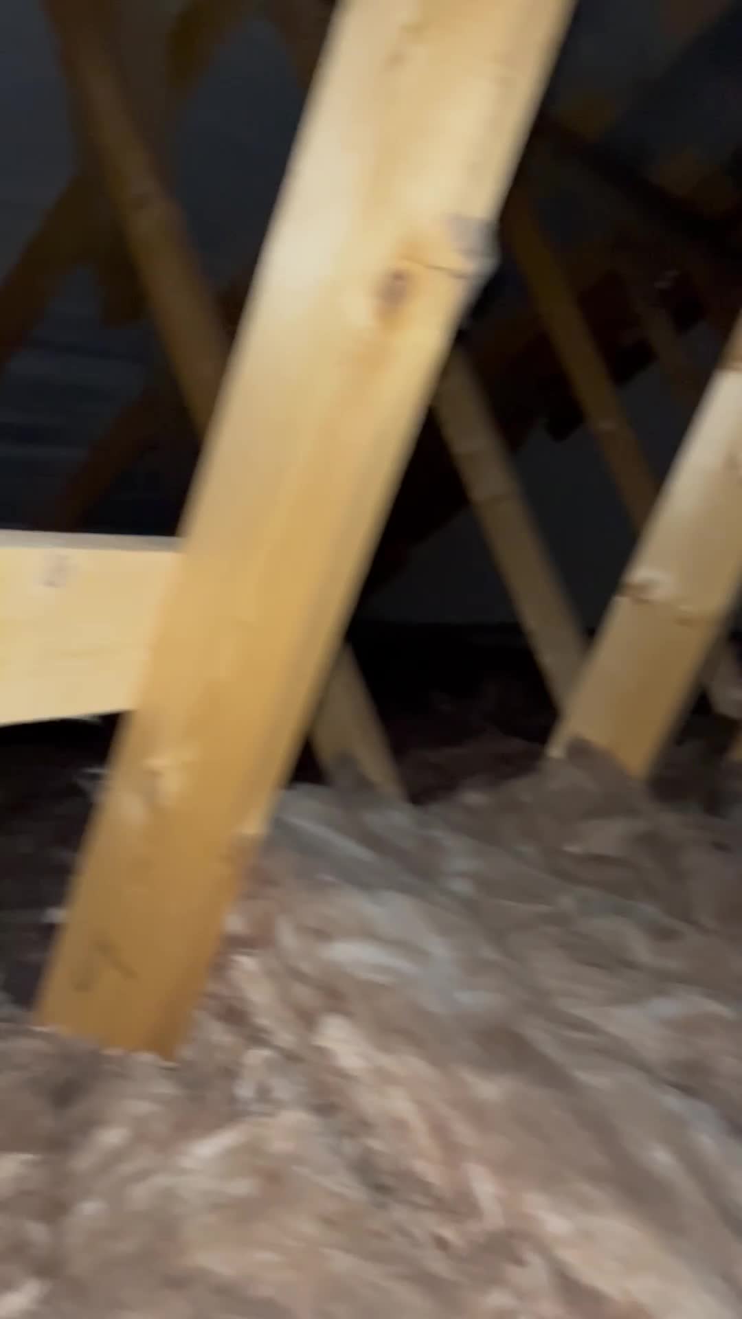 Mixed Breed dogs for sale: Cocker spaniel x jackapoo puppies  - Video 1