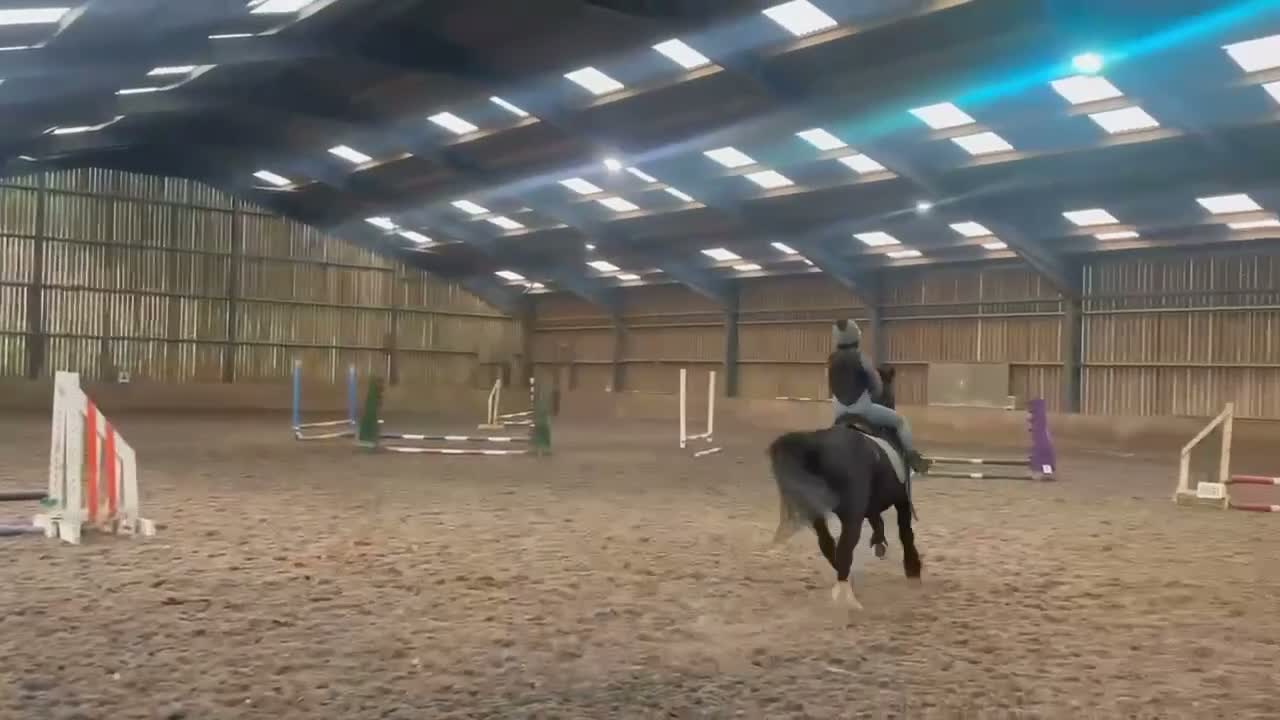 Fell horses for sale: FellxWelsh 14.1hh Gelding in Middlesbrough - Video 1