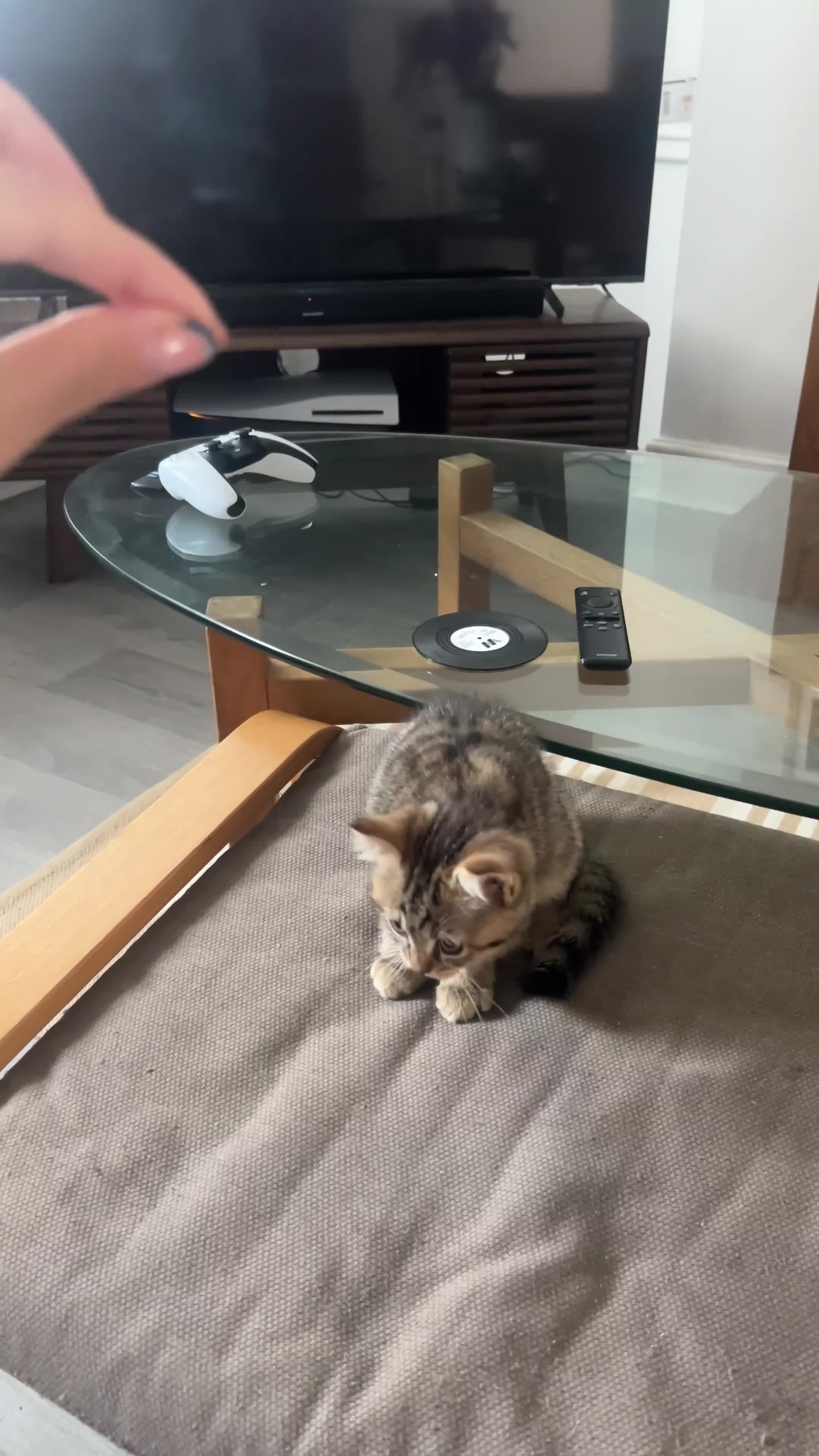 Mixed Breed cats for sale: British short hair/ bengal tabby kittens  - Video 2