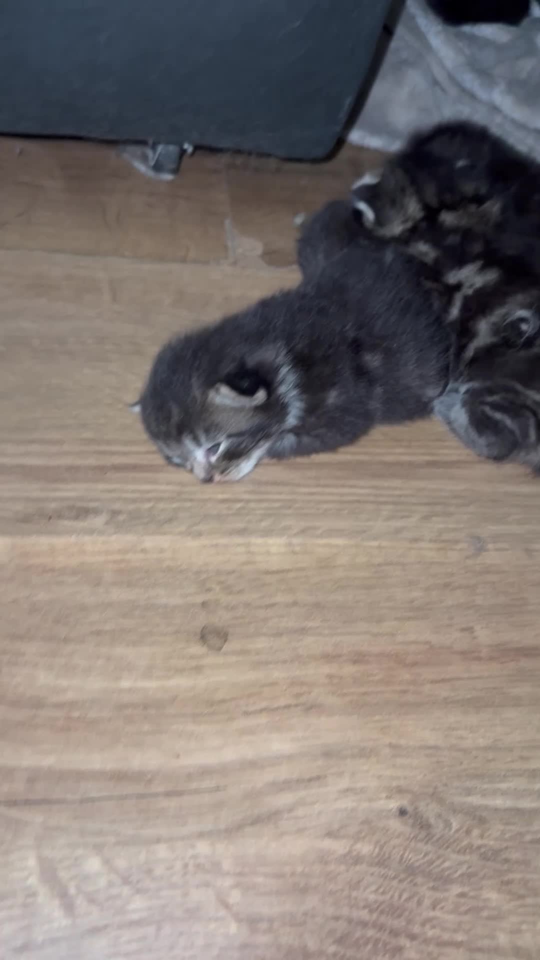 British Longhair cats for sale: Kittens in London - Video 1