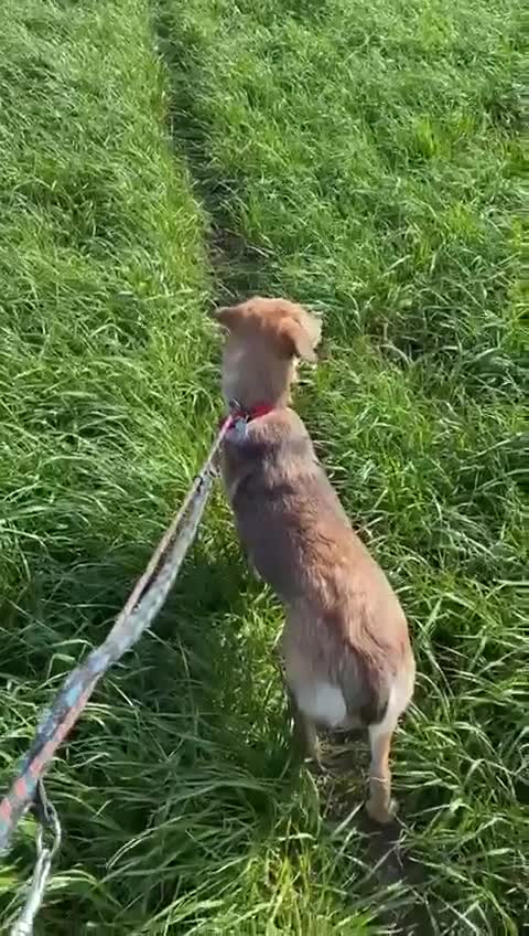 Mixed Breed dogs for adoption: NESSA - PRINCESS OF CUDDLES - Video 1