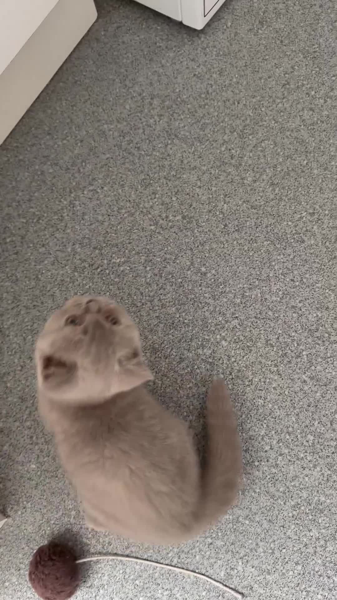 British Shorthair cats for sale: British shorthair  - Video 2