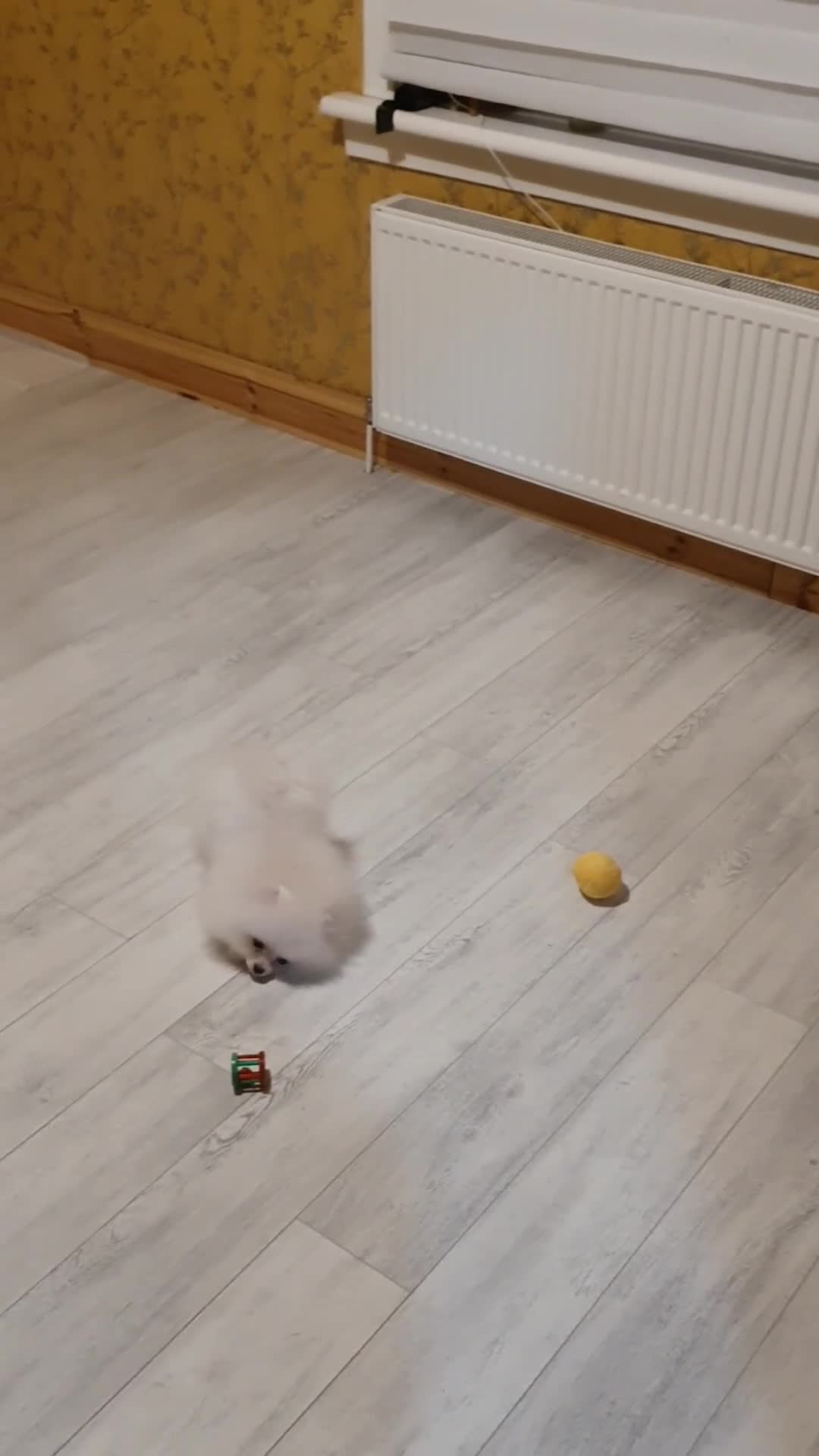 Pomeranian dogs for sale: Gorgeous Teddy bear Pomeranian puppies  - Video 1