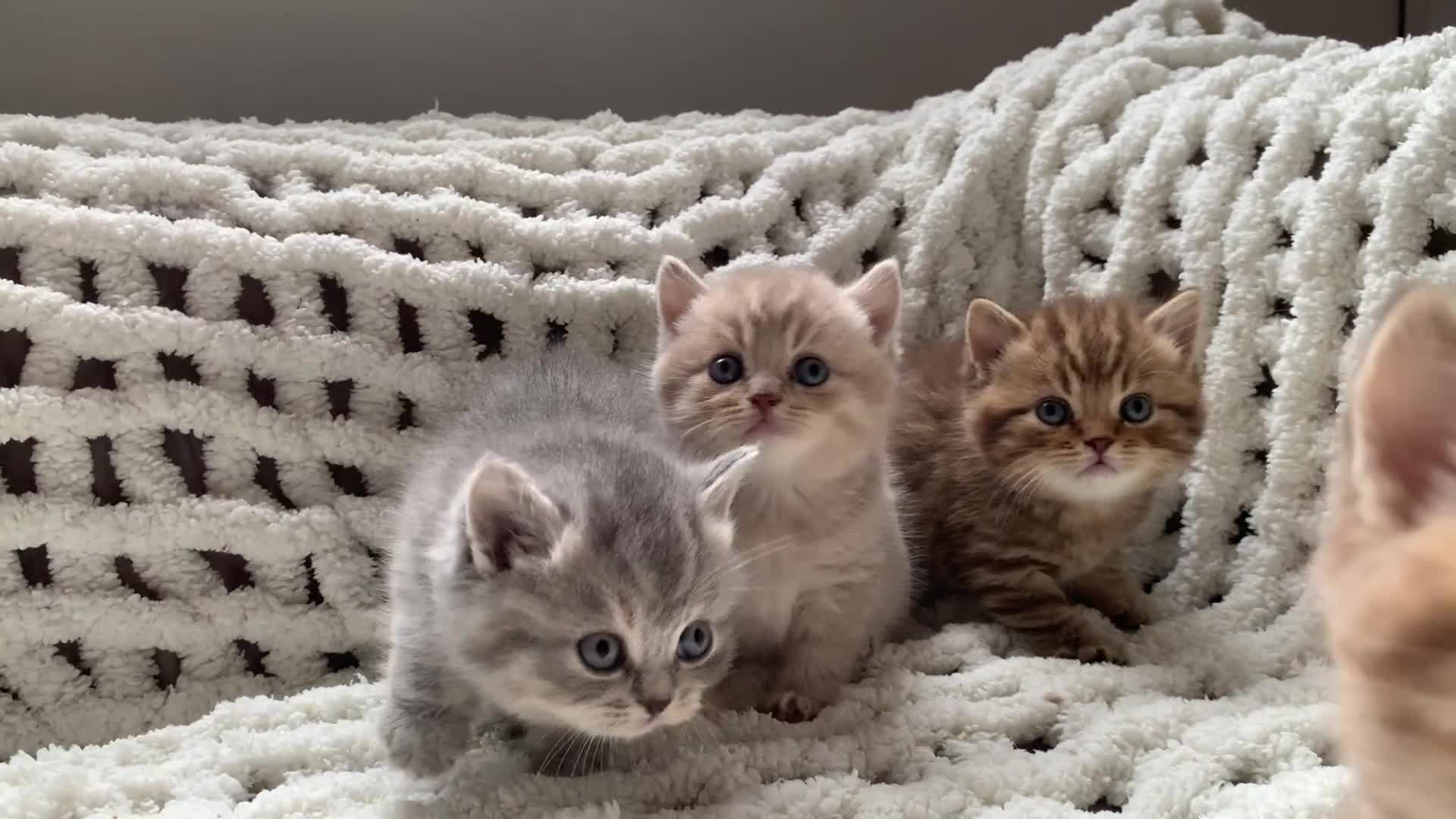 British Shorthair cats for sale: 🤍 TICA pedigree tabby British shorthairs golden - Video 3
