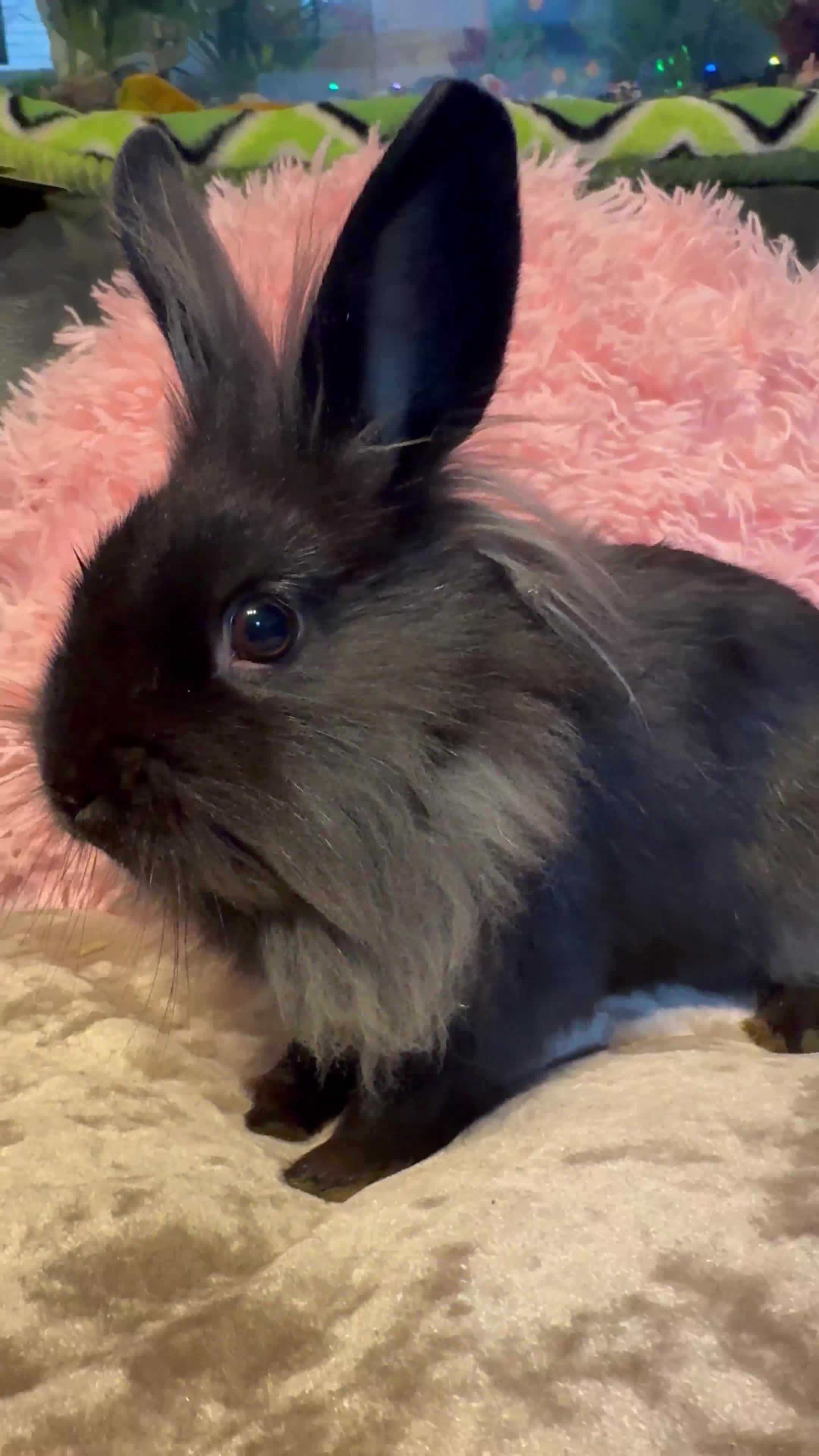 Mixed Breed rabbits for sale: Netherland dwarf and lionhead mixed bunnies - Video 1