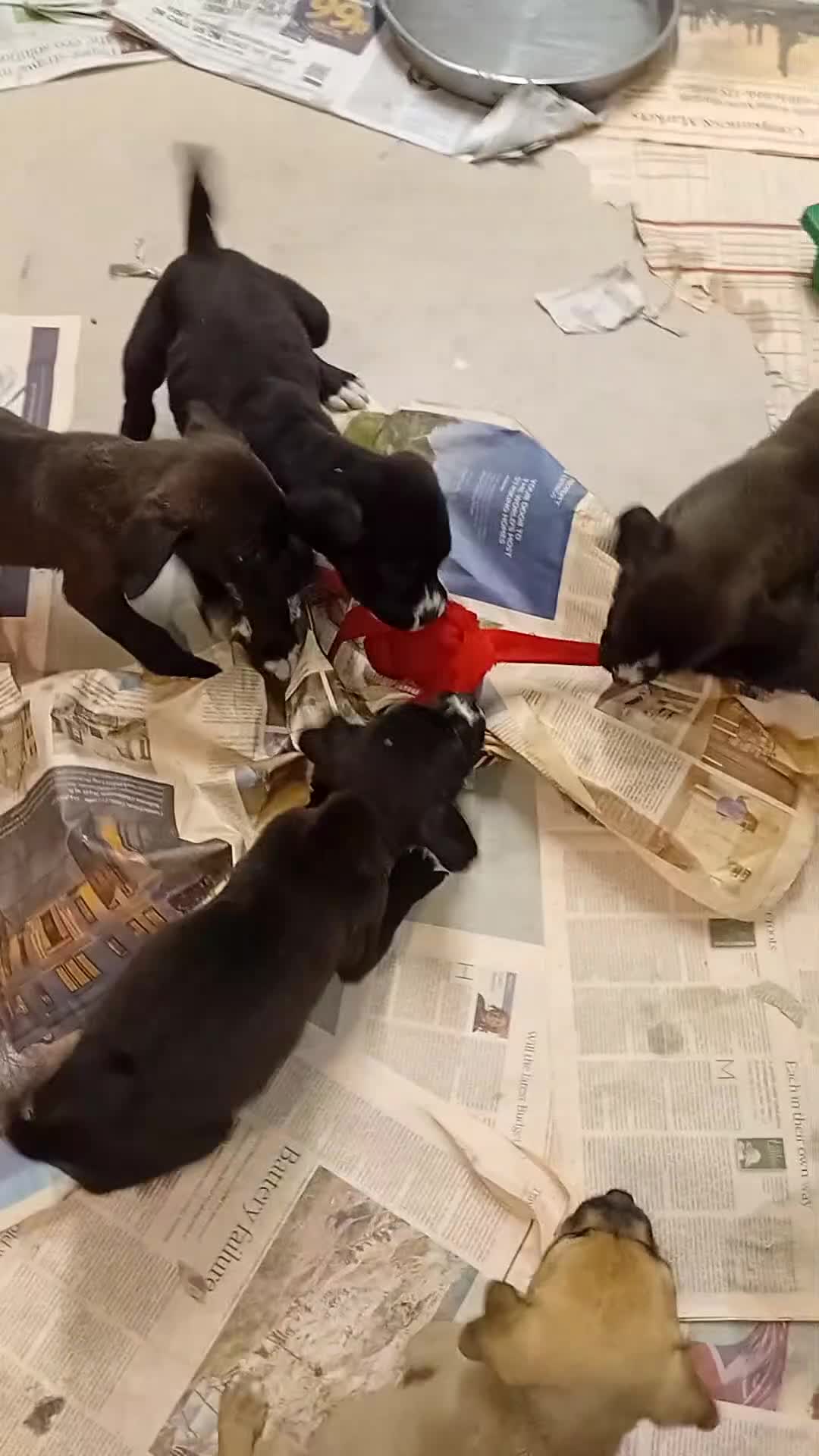 Mastiff dogs for sale: Mastiff pups - Video 1