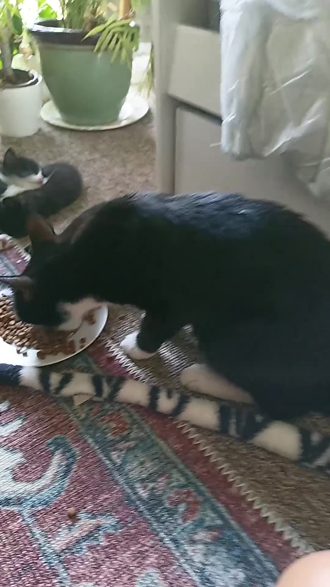 Mixed Breed cats for sale: 7 adorable kittens ready in September - Video 1