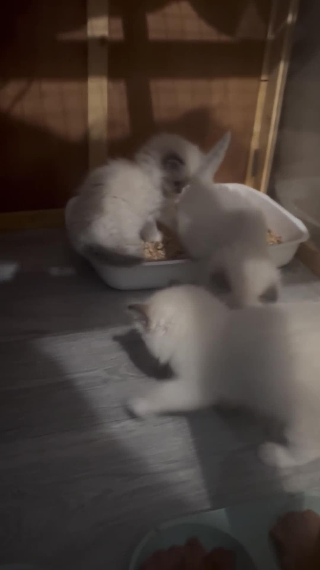 Ragdoll cats for sale: GCCF registered kittens - Video 1