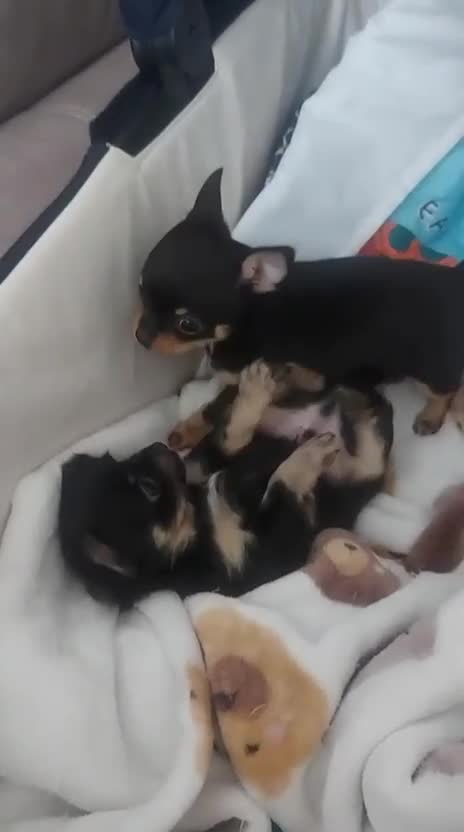 Chihuahua dogs for sale: One Male Tiny Tea Cup Chihuahua  in Manchester - Video 1