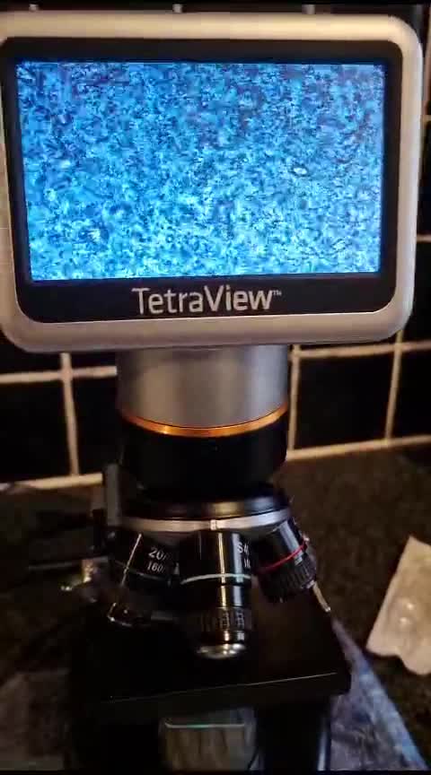 Boxer dogs for stud: Bane - Kc registered boy in Chesterfield - Video 1