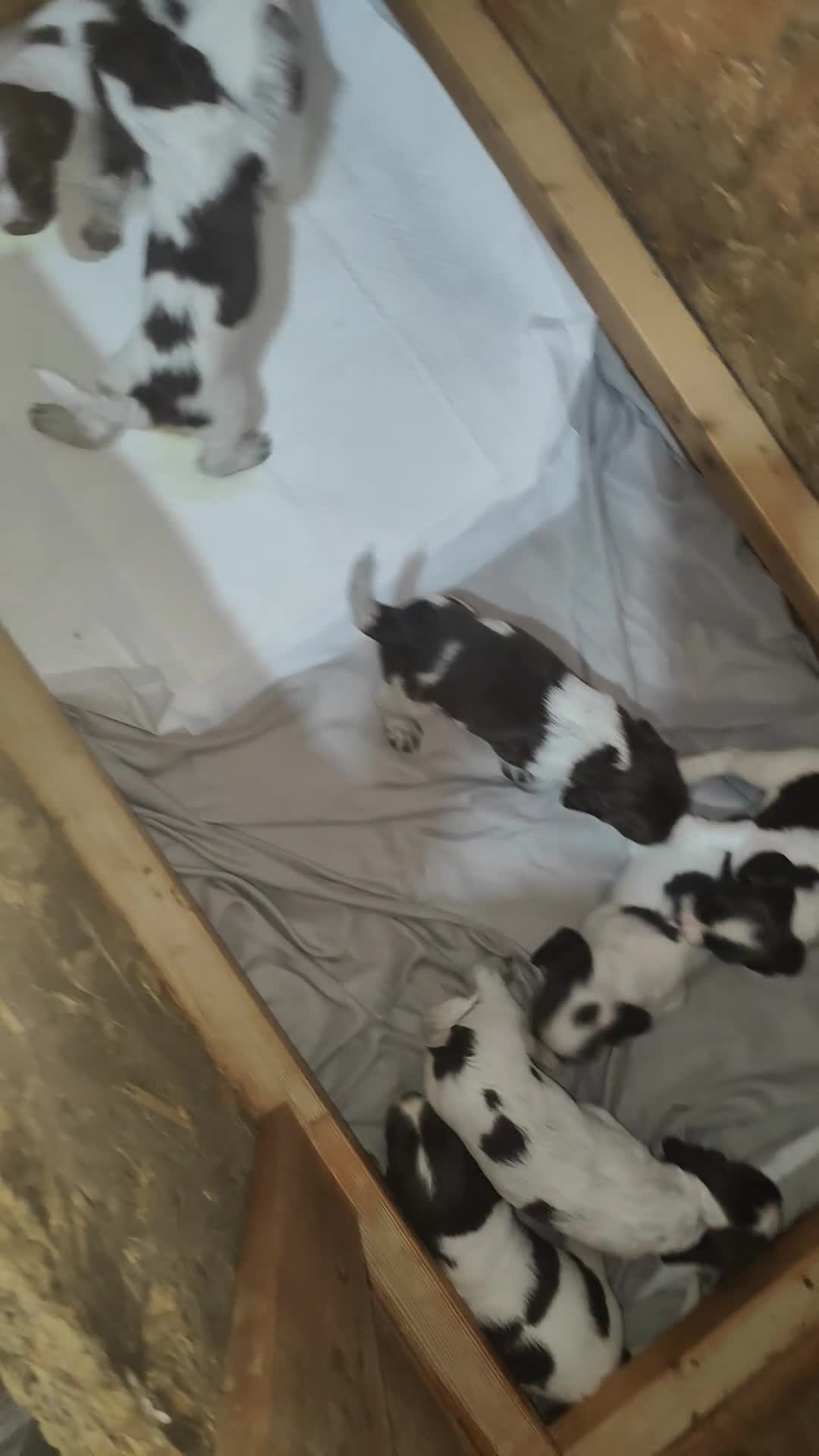 Sprocker dogs for sale: Beautiful sprocker puppies  - Video 1