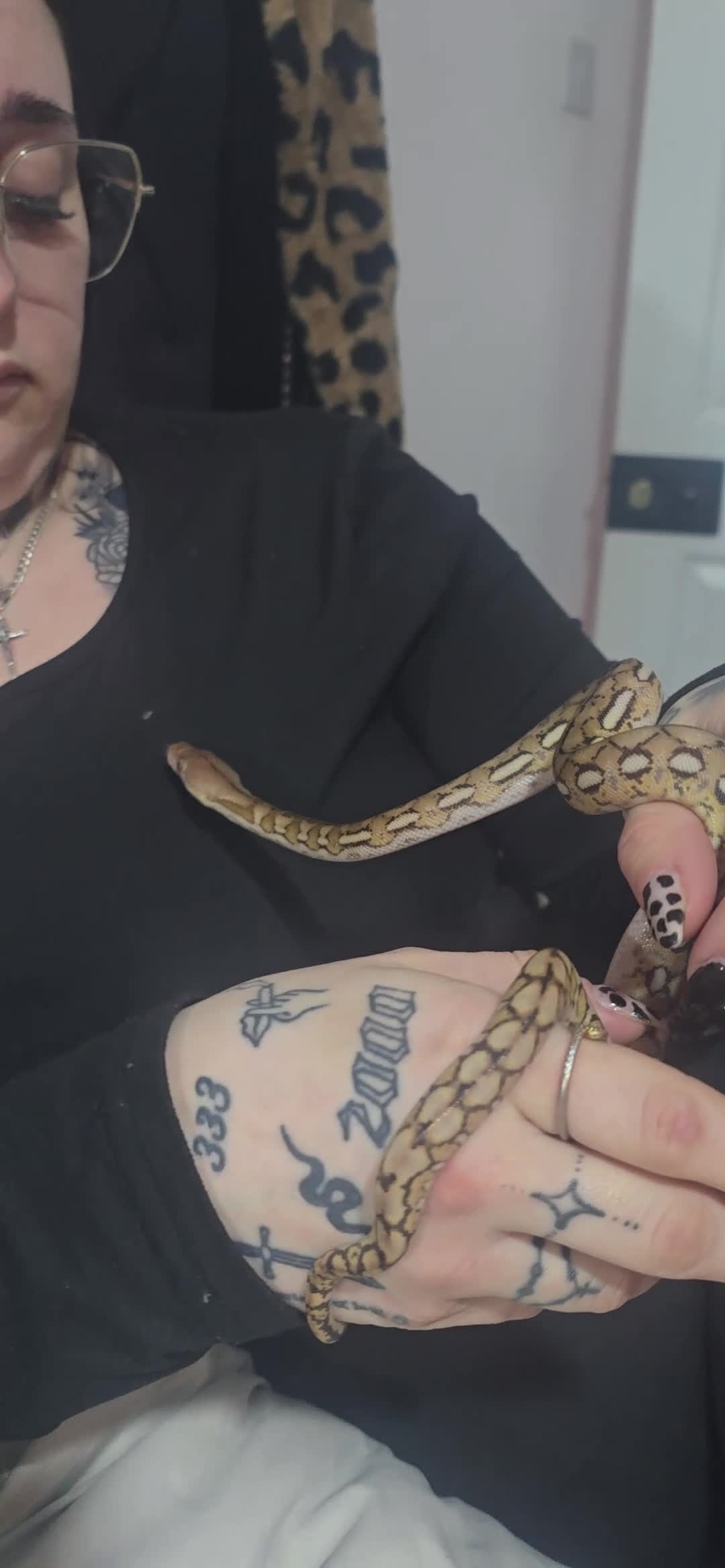 Python Snake reptiles for sale: Ronnie the retic python  - Video 1
