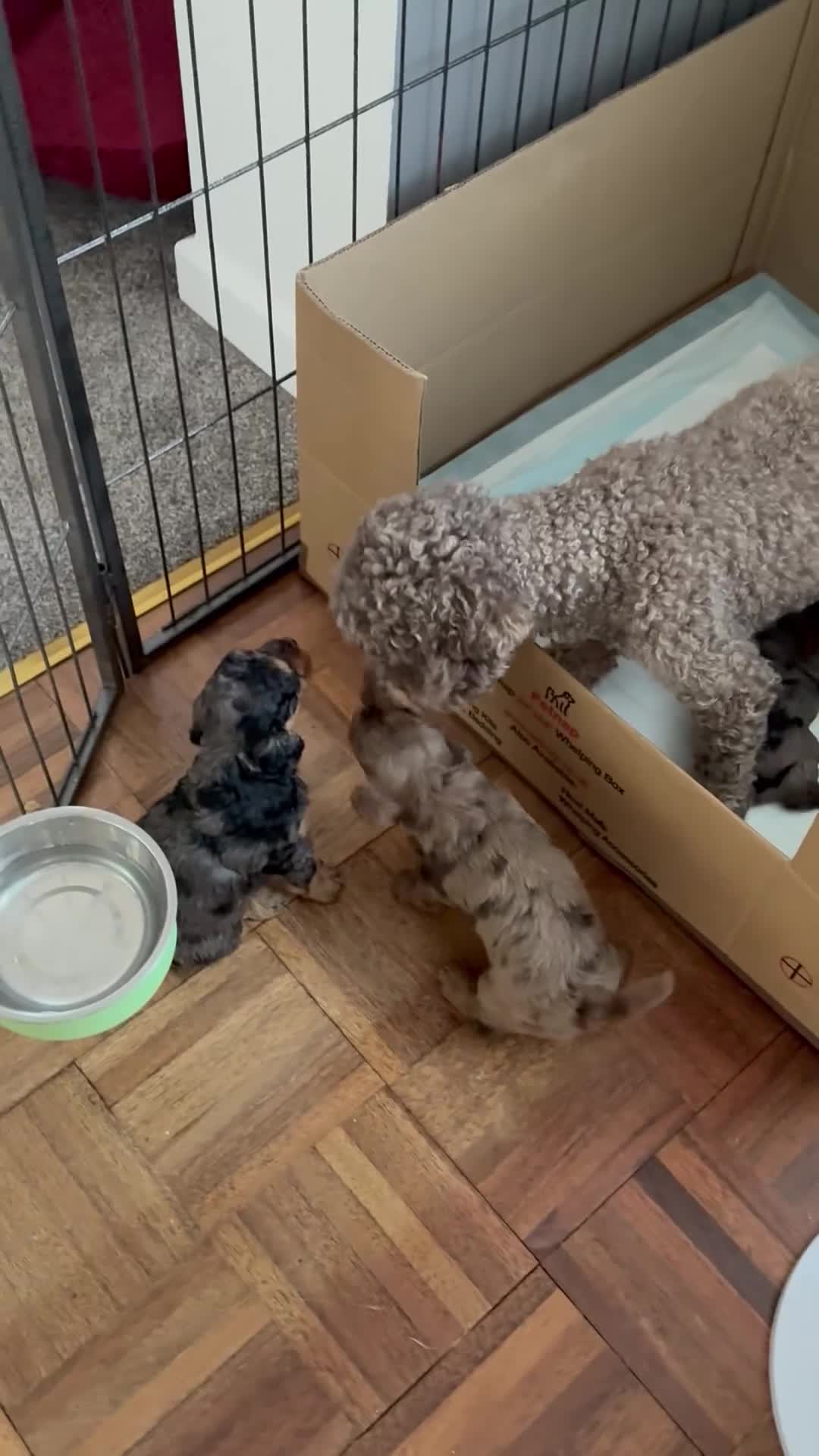Mixed Breed dogs for sale: Beautiful litter of Cockerpoo x Caverpoo puppies - Video 2