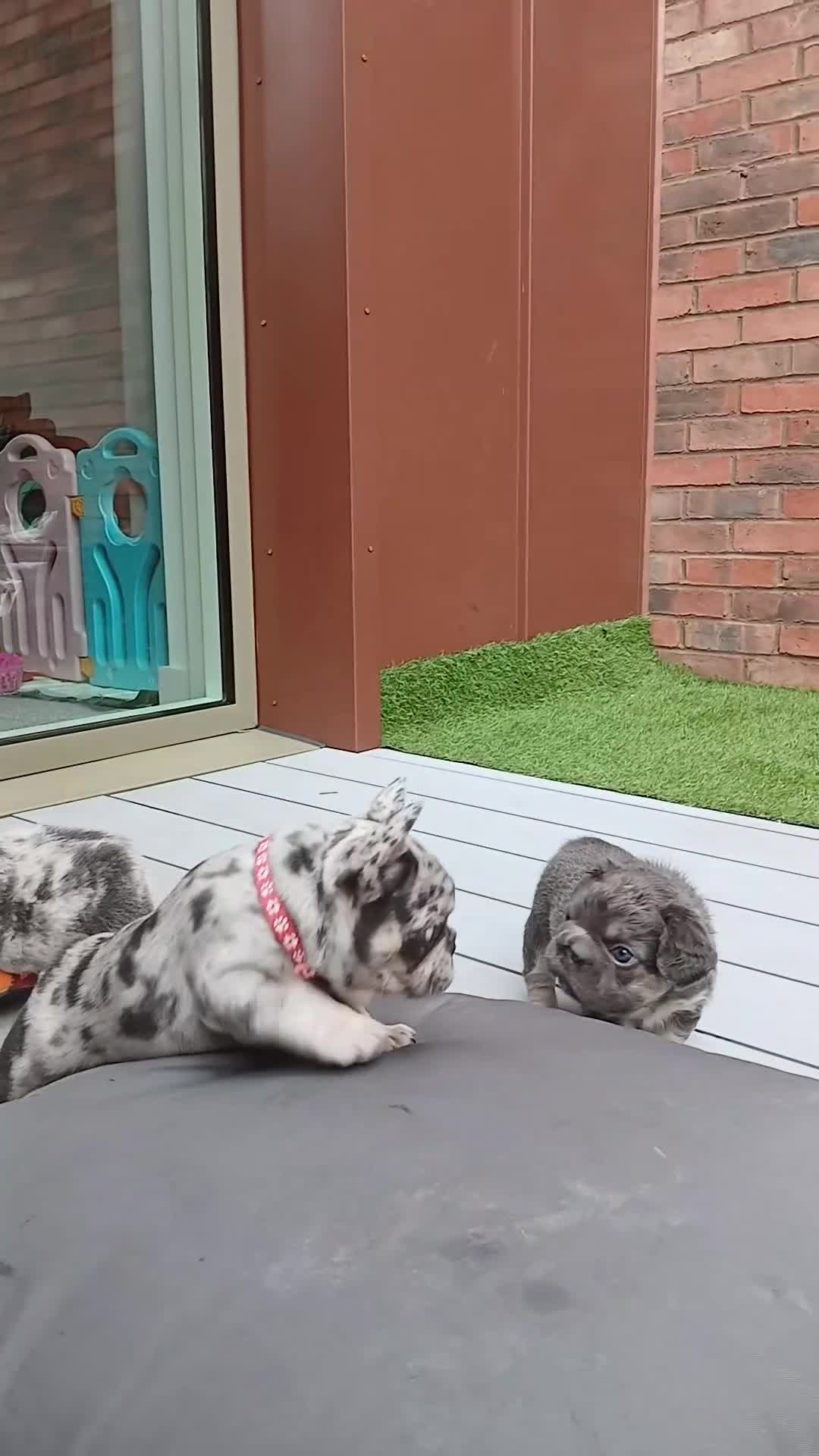 French Bulldog dogs for sale: Little lilo and the one and only Atlas litter in Mitcham - Video 1