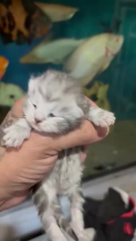 Maine Coon cats for sale: MAINE COON X BSH KITTENS - Video 4