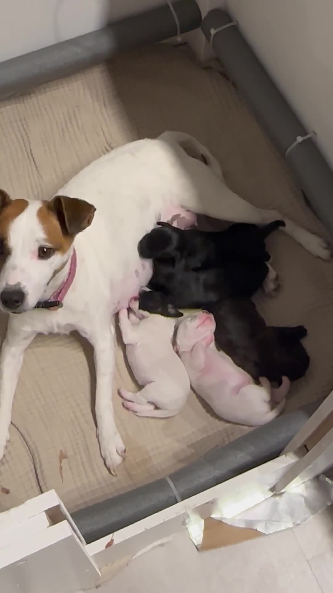 Mixed Breed dogs for sale: Jack Russel x Cockapoo Puppies - Video 1