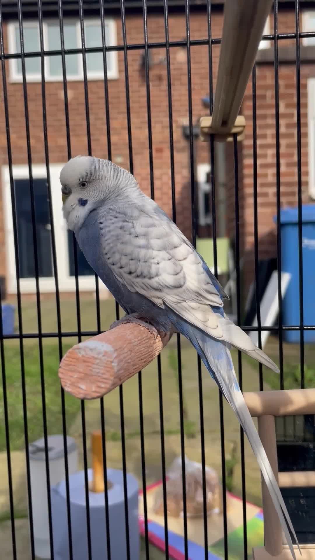 Budgerigars birds for sale: Mr Skye  in Warrington - Video 2