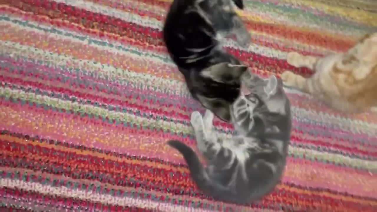Mixed Breed cats for sale: Lovely litter of kitties looking for forever homes - Video 1