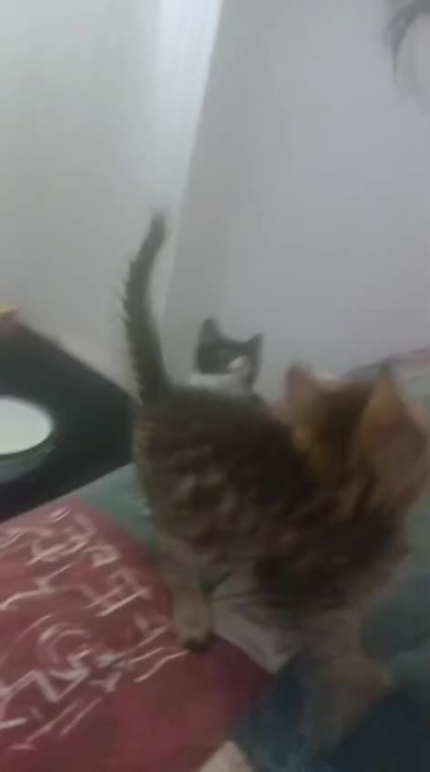 Munchkin cats for sale: Beautiful markings lush coat tabby tuxedo  - Video 4