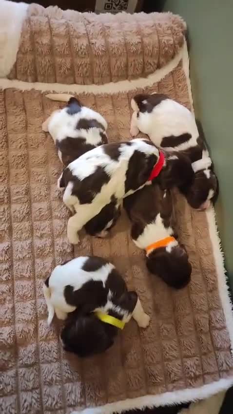 English Springer Spaniel dogs for sale: Gorgeous KC reg ES spaniel Pups - Video 1