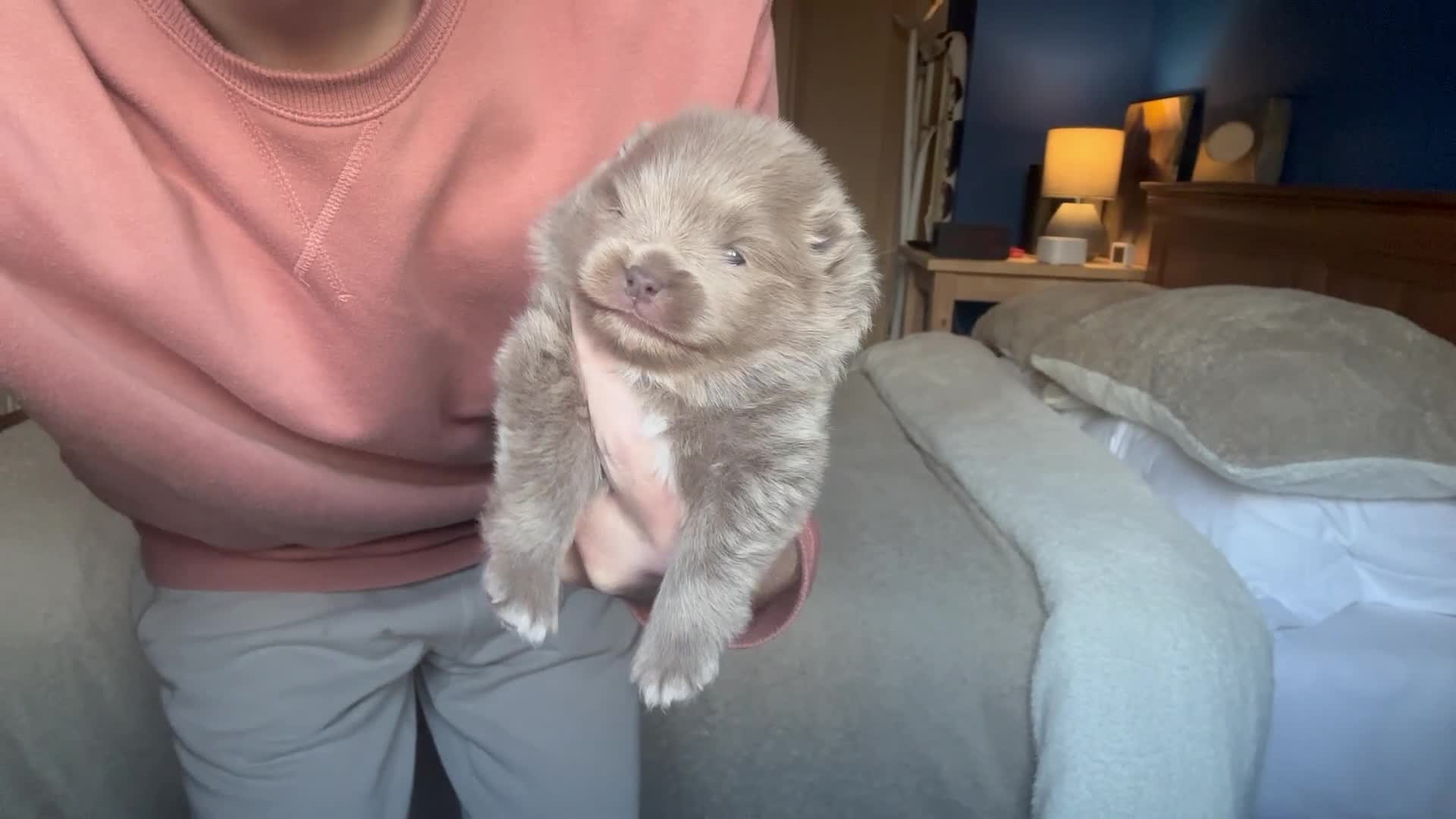 Pomeranian dogs for sale: Outstanding Quality Pomeranian  - Video 1