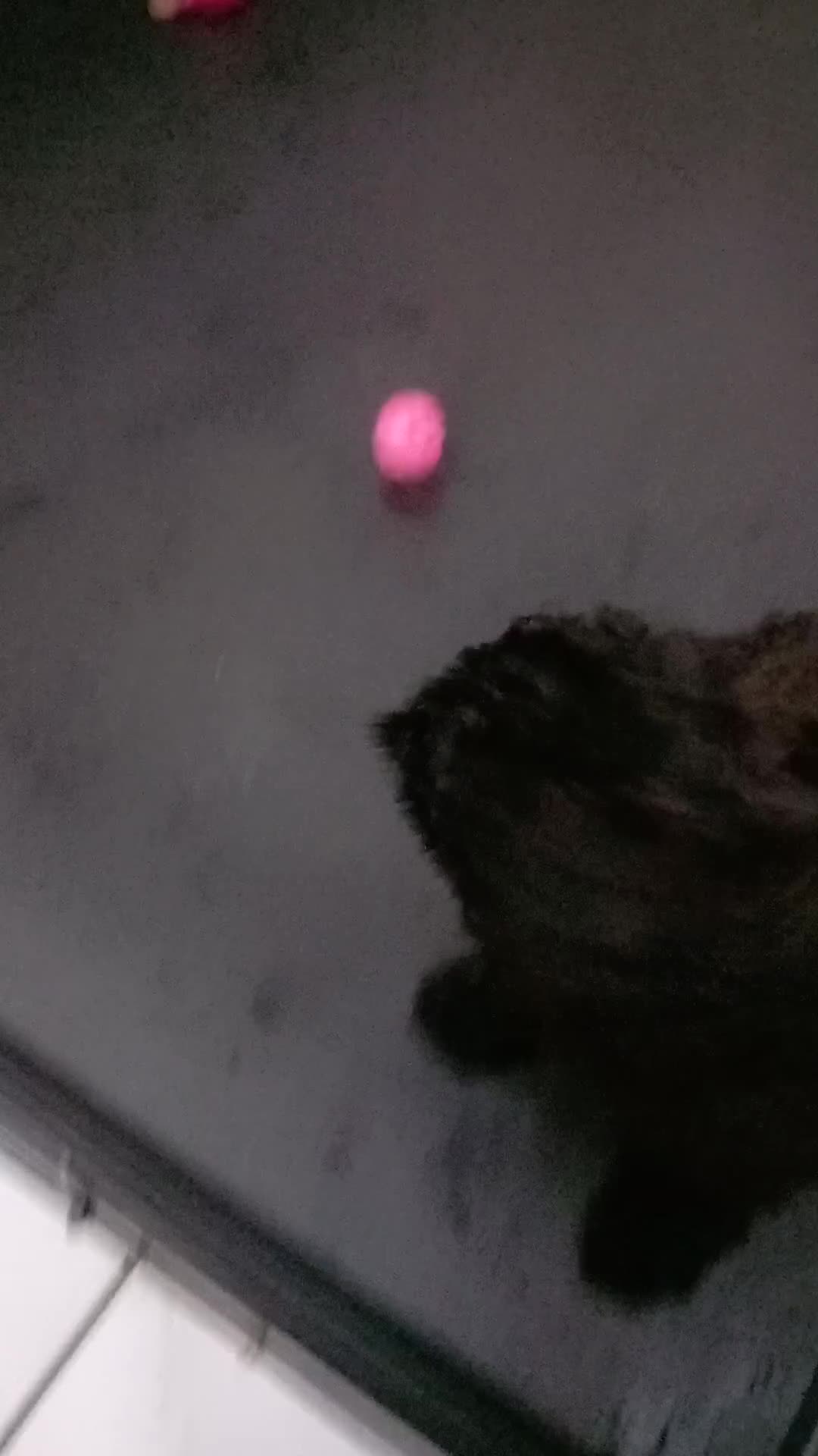 Cavapoo dogs for sale: 1 black male puppy ready to leave now - Video 3