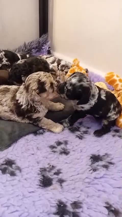 Jackapoo dogs for sale: F1b jackapoo puppies - Video 1