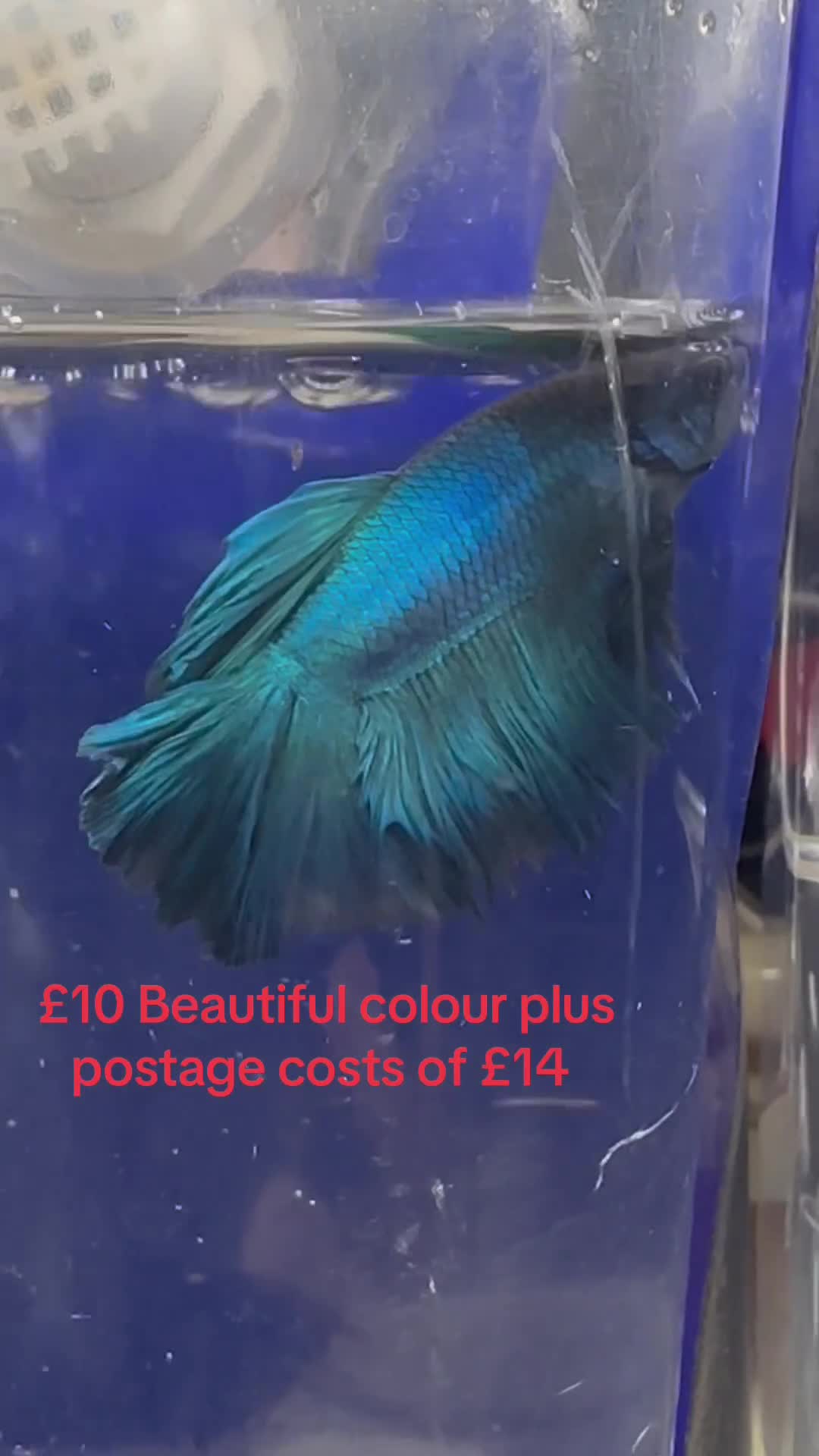 Bettas fish for sale: Betta fish seeking homes  - Video 2