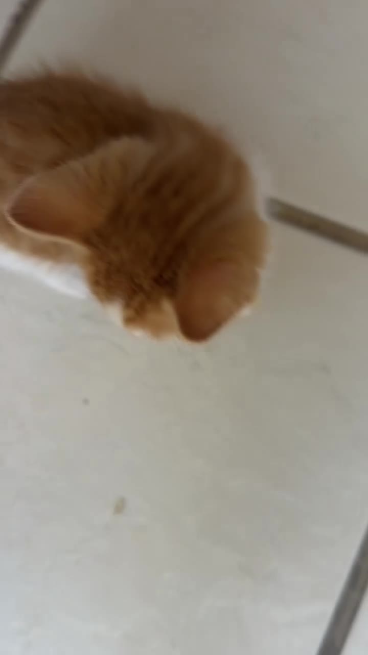 Persian cats for sale: Simba - Video 1
