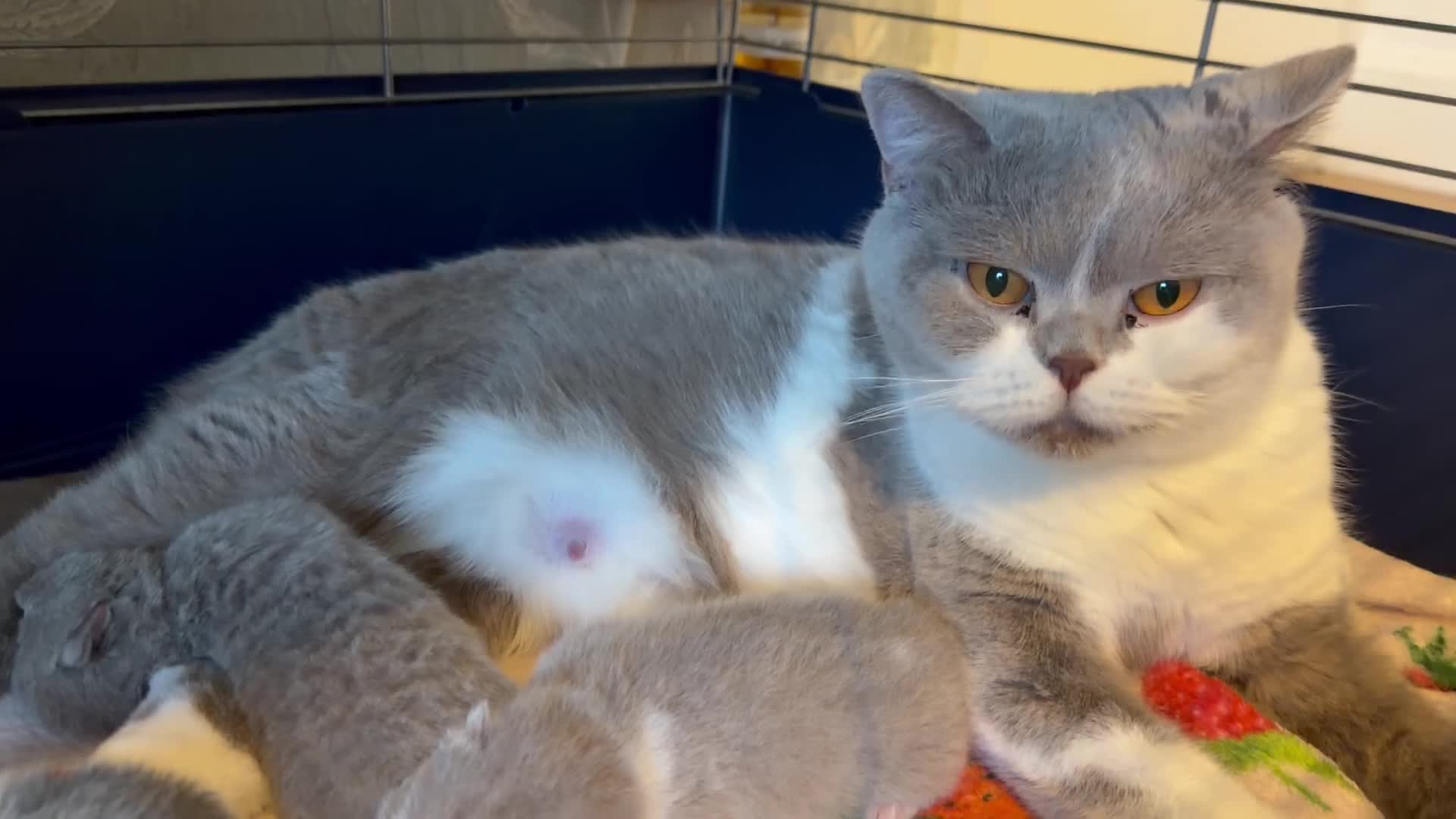 British Shorthair cats for sale: GCCF BRITISH SHORTHAIR KITTENS  - Video 1