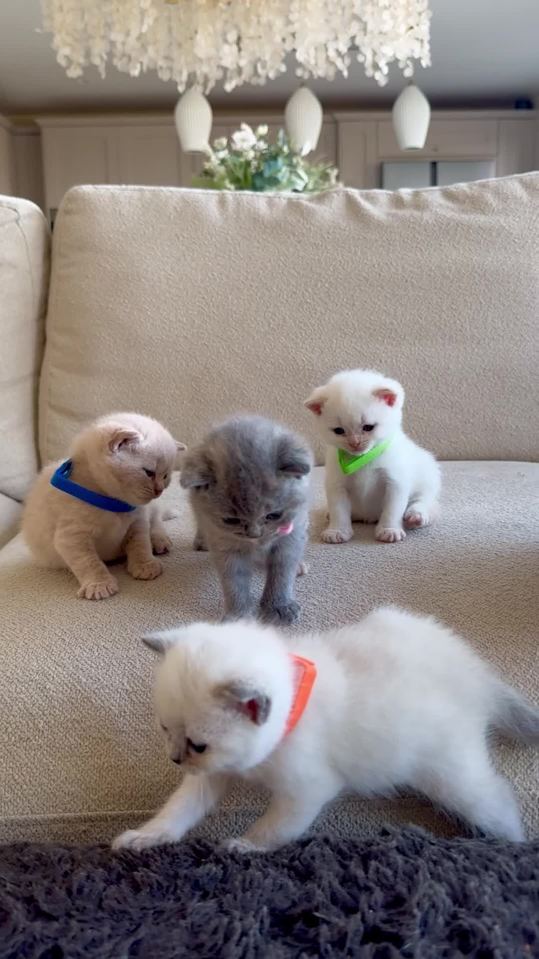 British Shorthair cats for sale: FULL PEDIGREE BSH KITTENS IN THE COTSWOLDS - Video 1