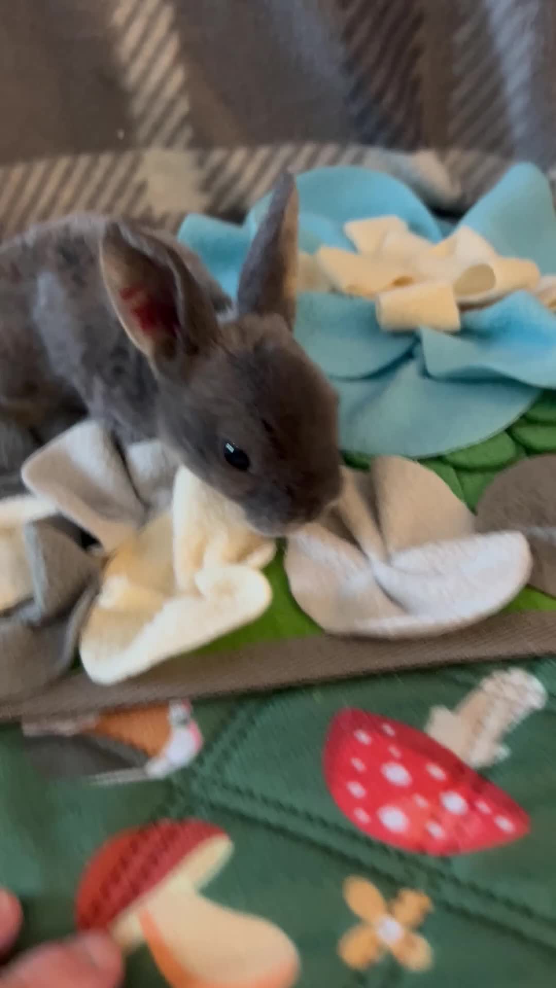 Mixed Breed rabbits for sale: Adorable baby rabbits ready for sale now - Video 2
