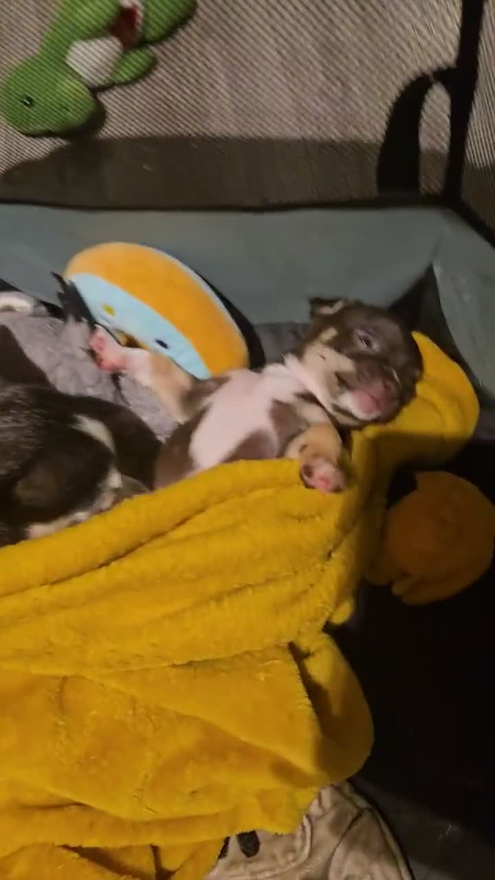 Chihuahua dogs for sale: Chocolate boy ready for new adventures  - Video 1