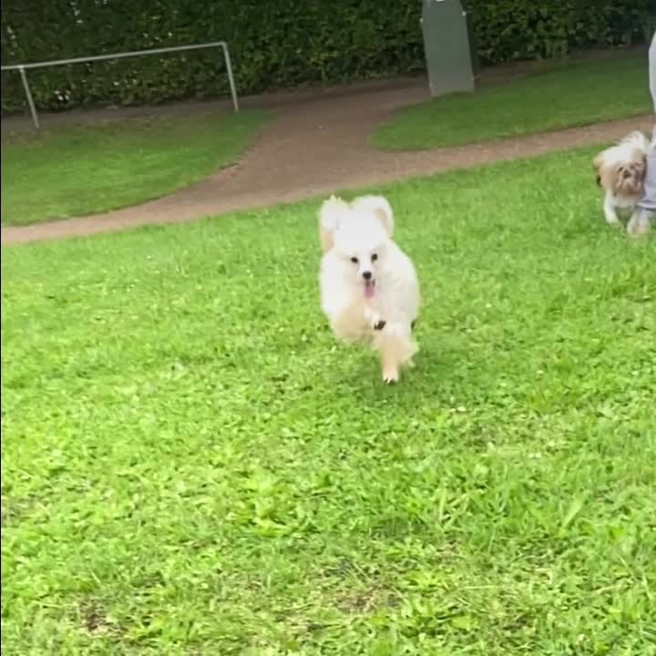 Toy Poodle dogs for stud: 💚Tiny Bob the Toy Poodle💚 For stud  in Hoddesdon - Video 1